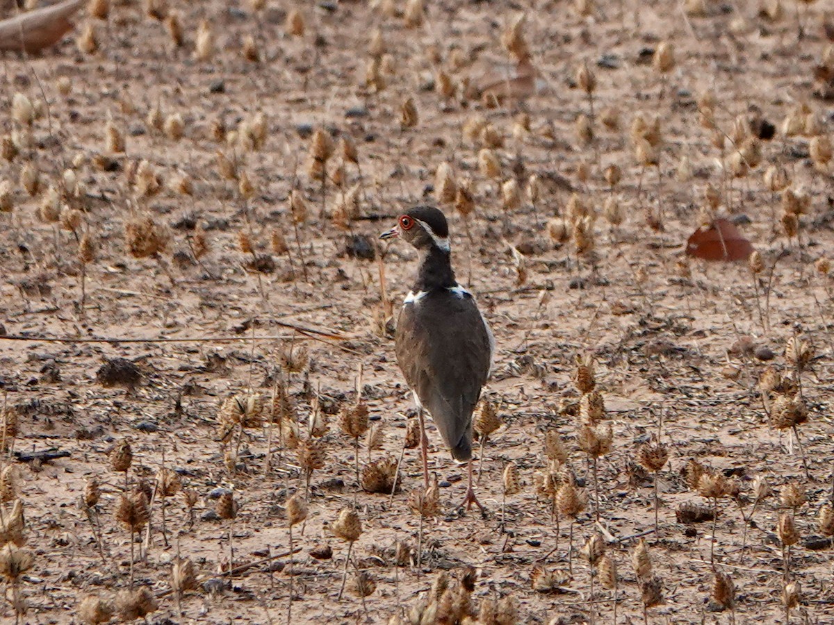 Forbes's Plover - ML614739209