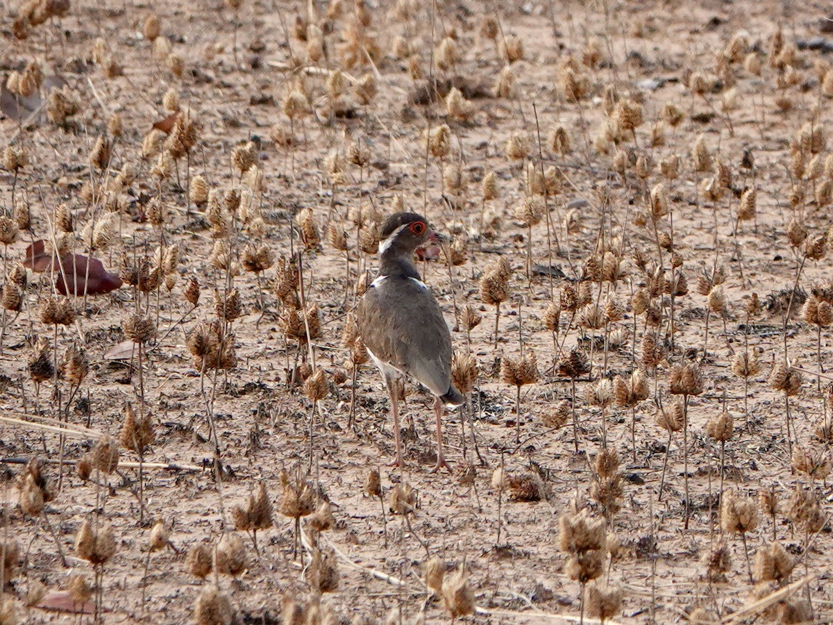 Forbes's Plover - ML614739210