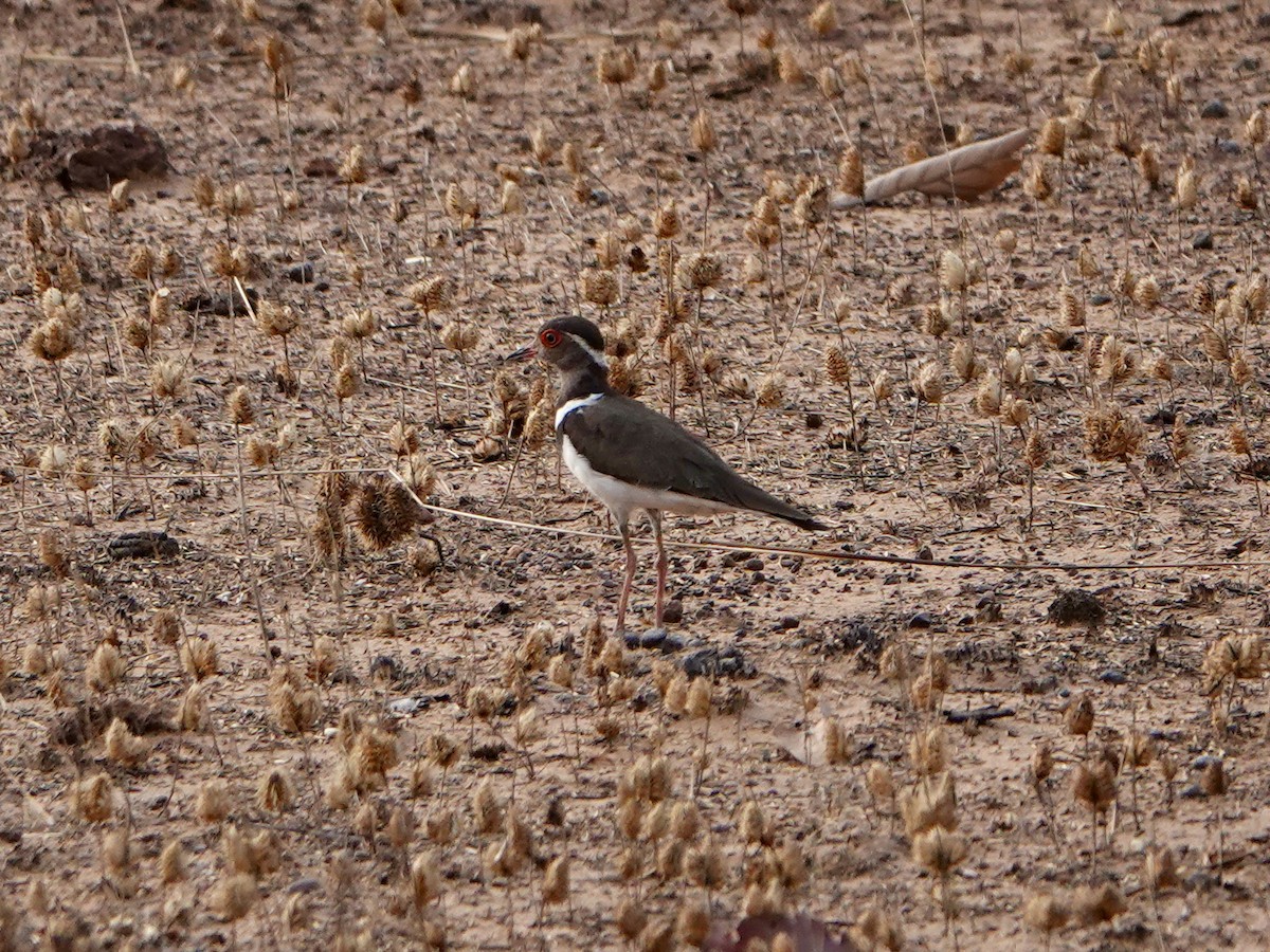Forbes's Plover - ML614739211