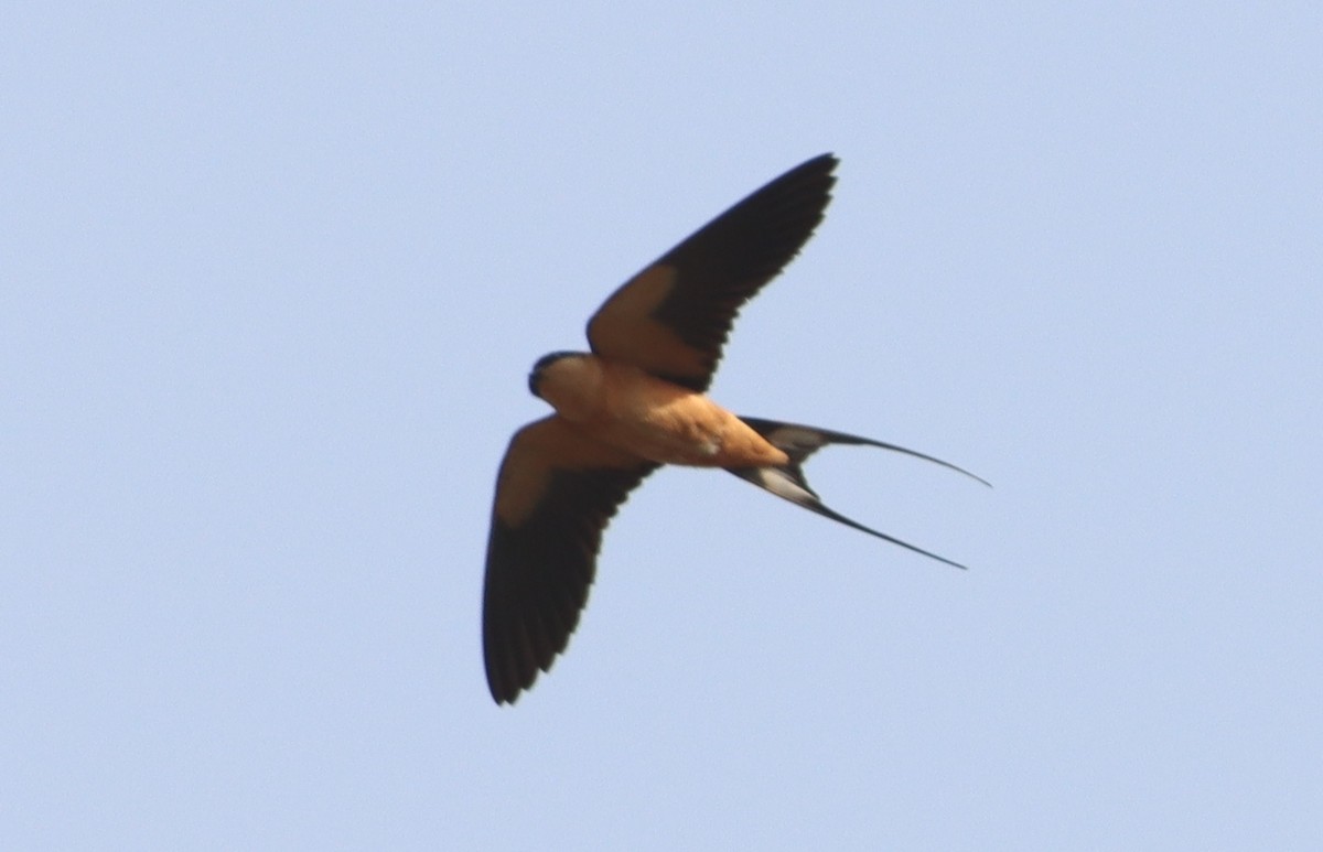 Rufous-chested Swallow - ML614739503