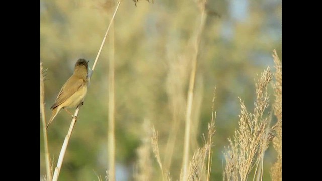 Common Reed Warbler - ML614739531