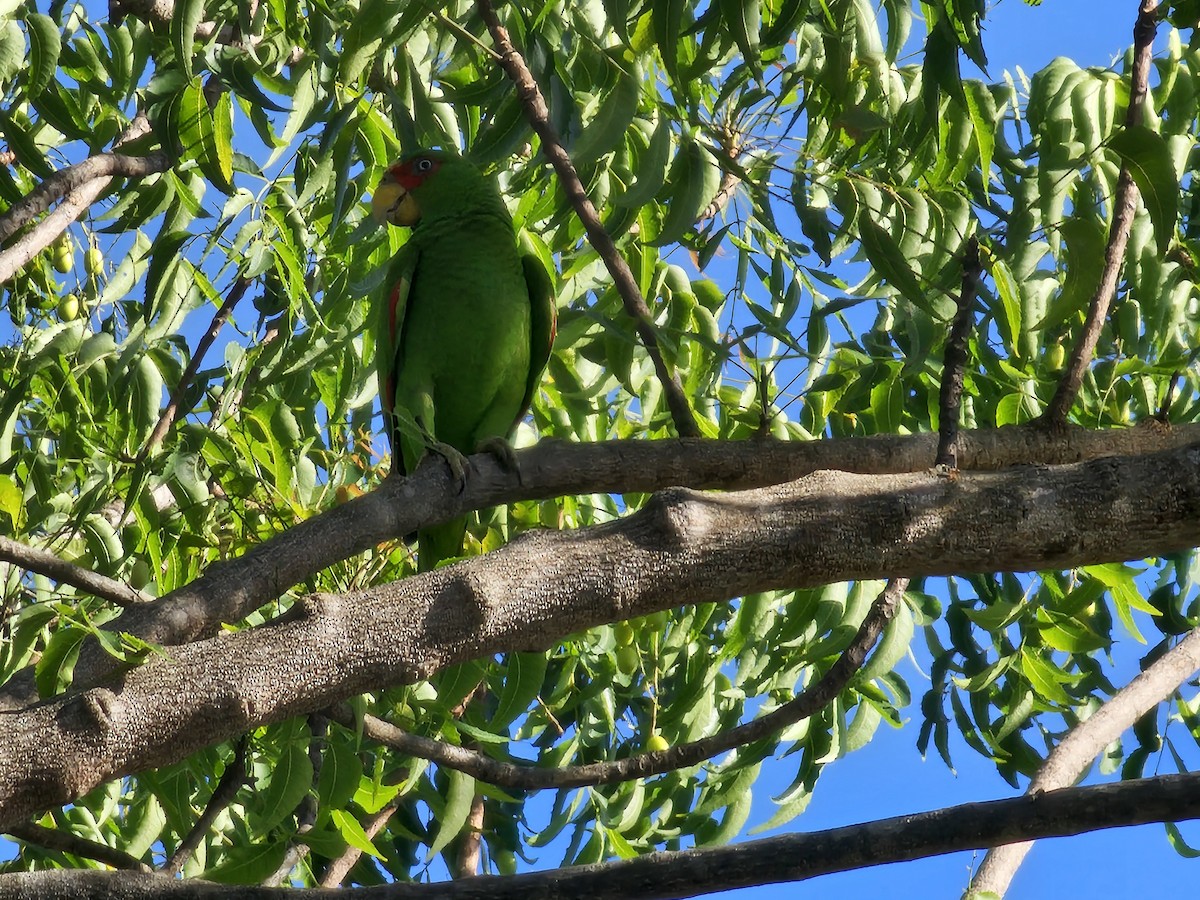 White-fronted Parrot - ML614739548