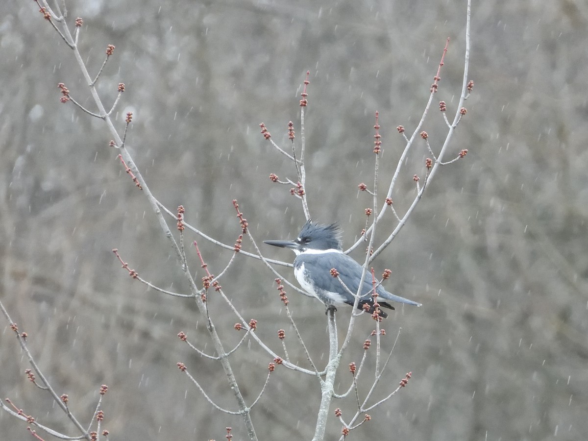 Belted Kingfisher - ML614739941