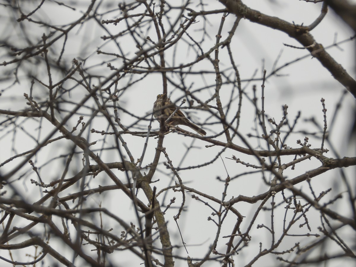 White-throated Sparrow - ML614739946