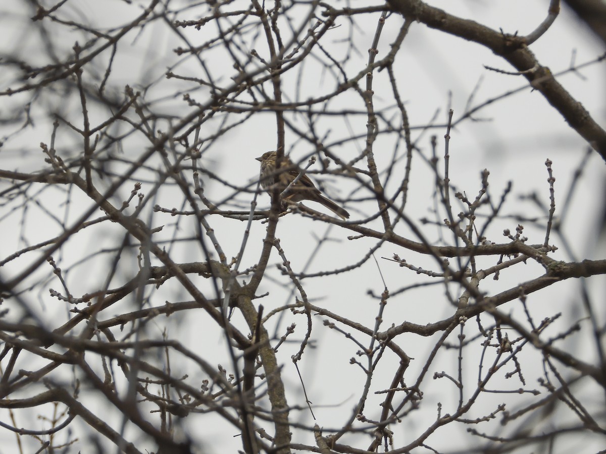 White-throated Sparrow - ML614739947