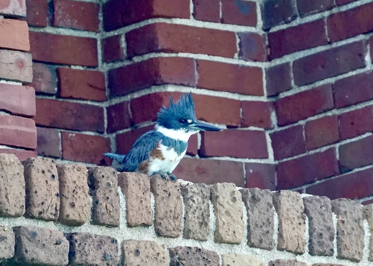 Belted Kingfisher - ML614739989