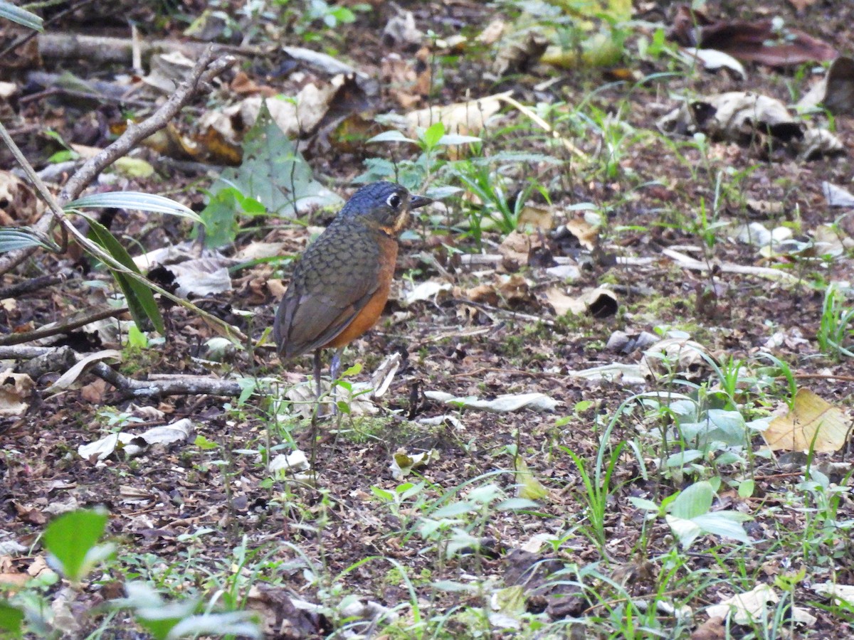Scaled Antpitta - M. A. Noack