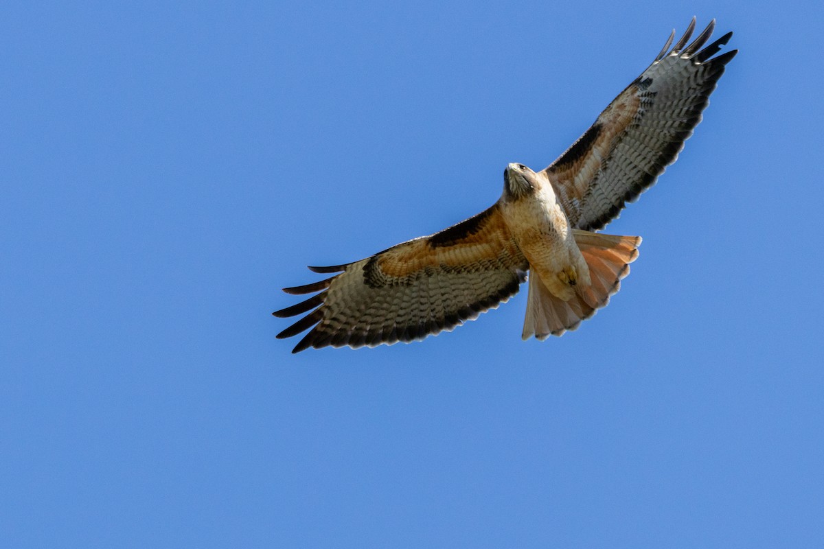 Red-tailed Hawk - ML614740139