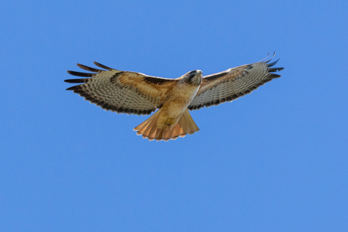 Red-tailed Hawk - ML614740142