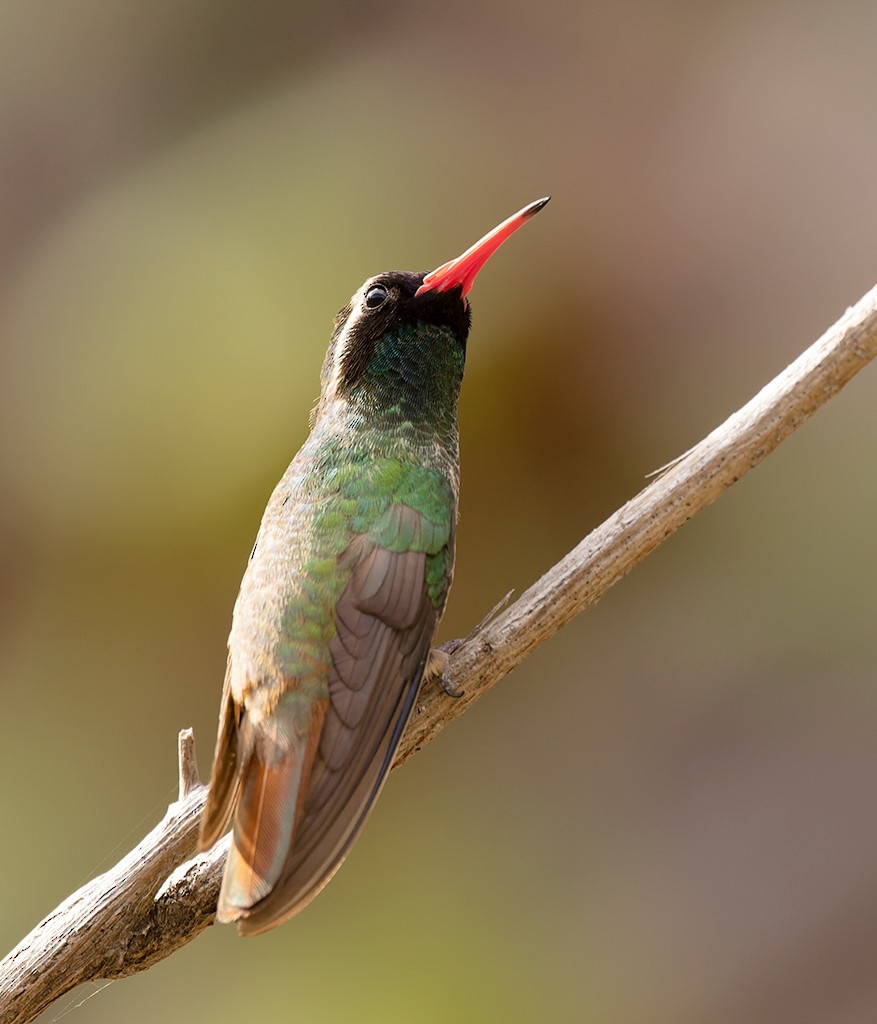 kolibřík pruholící - ML614740170
