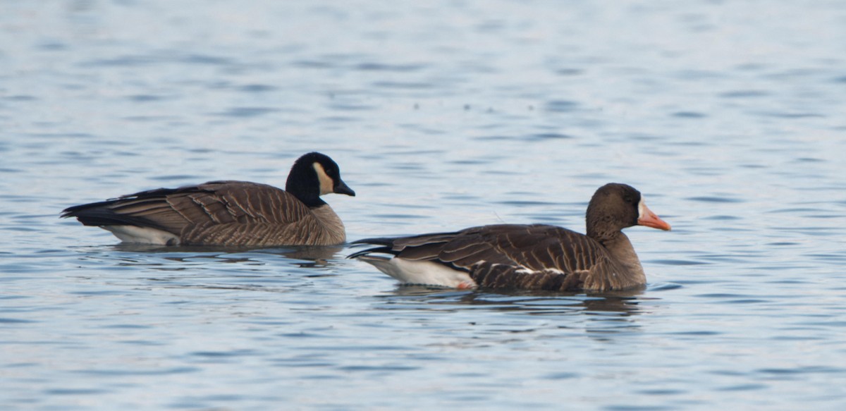 Greater White-fronted Goose - ML614740174