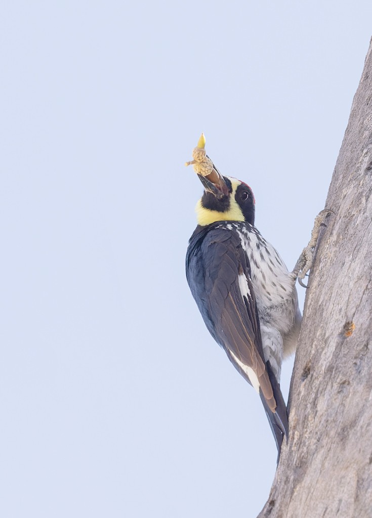 Acorn Woodpecker (Narrow-fronted) - ML614740206