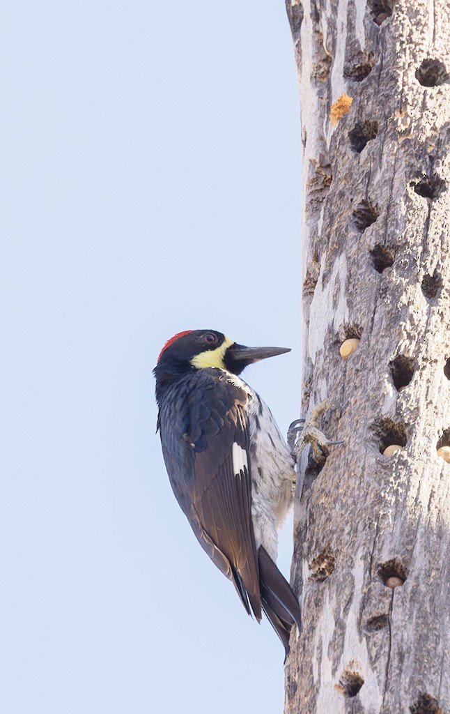 Acorn Woodpecker (Narrow-fronted) - ML614740207
