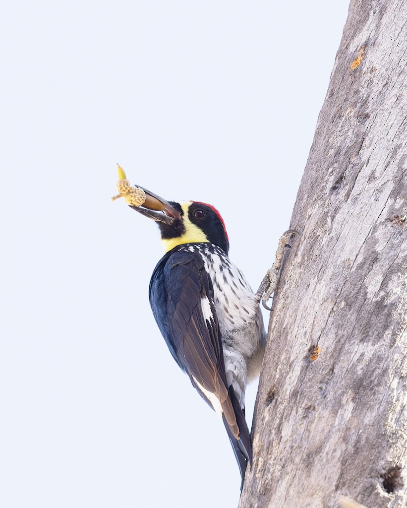 Acorn Woodpecker (Narrow-fronted) - ML614740208