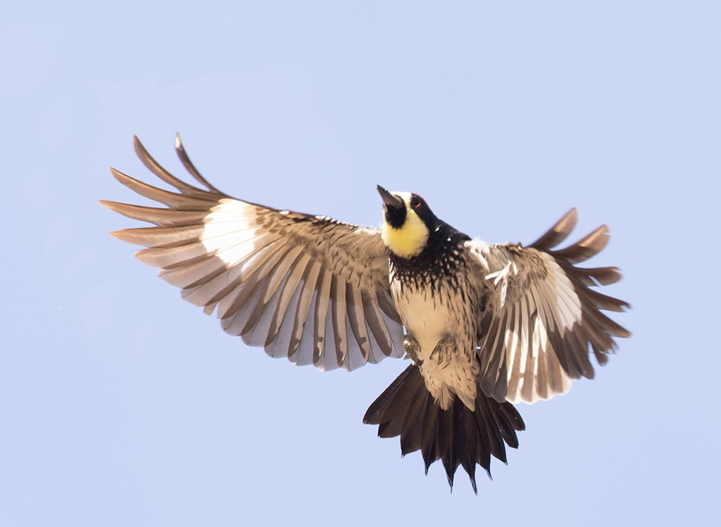 Acorn Woodpecker (Narrow-fronted) - ML614740230