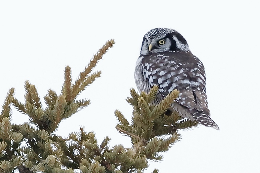 Northern Hawk Owl - ML614740708