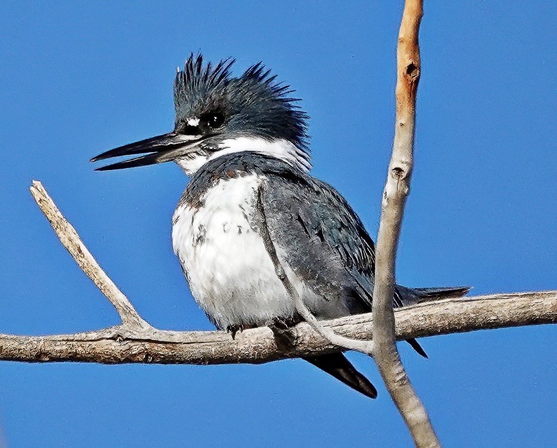 Belted Kingfisher - ML614740766