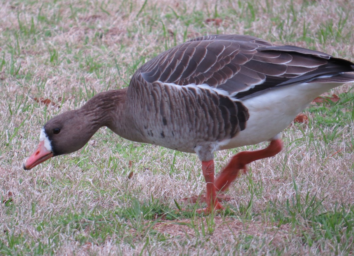 Greater White-fronted Goose - ML614740774