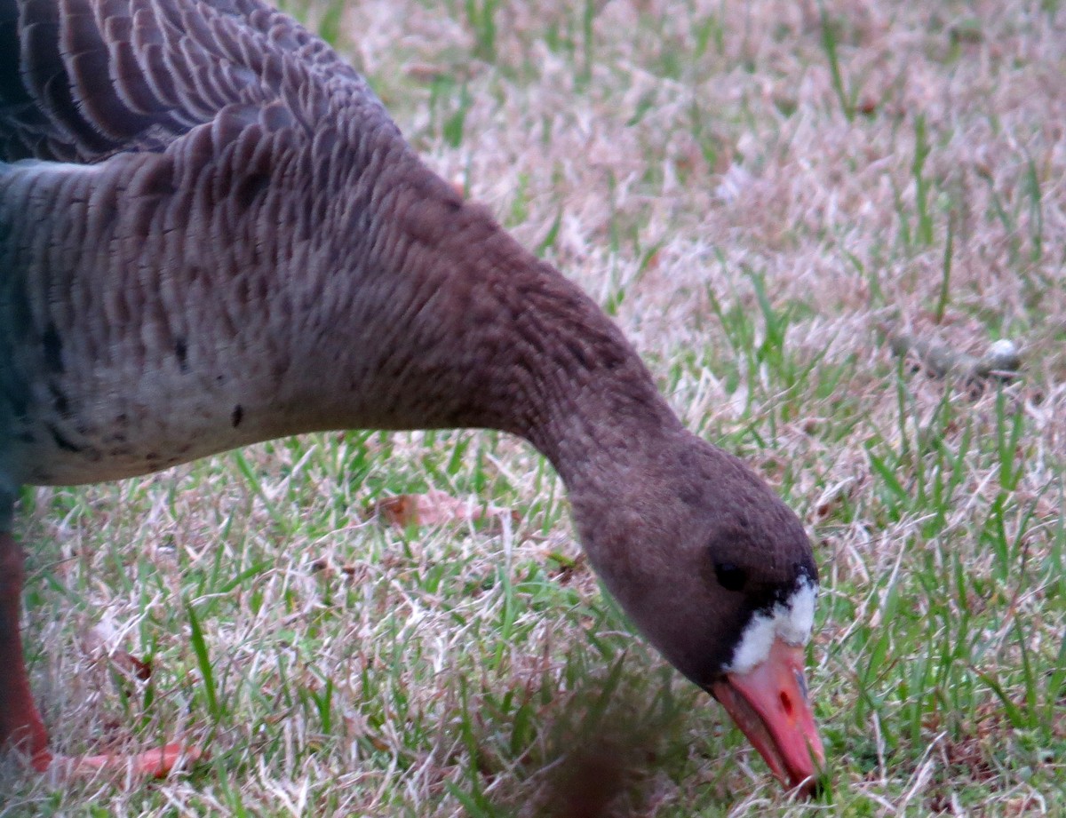 Greater White-fronted Goose - ML614740775