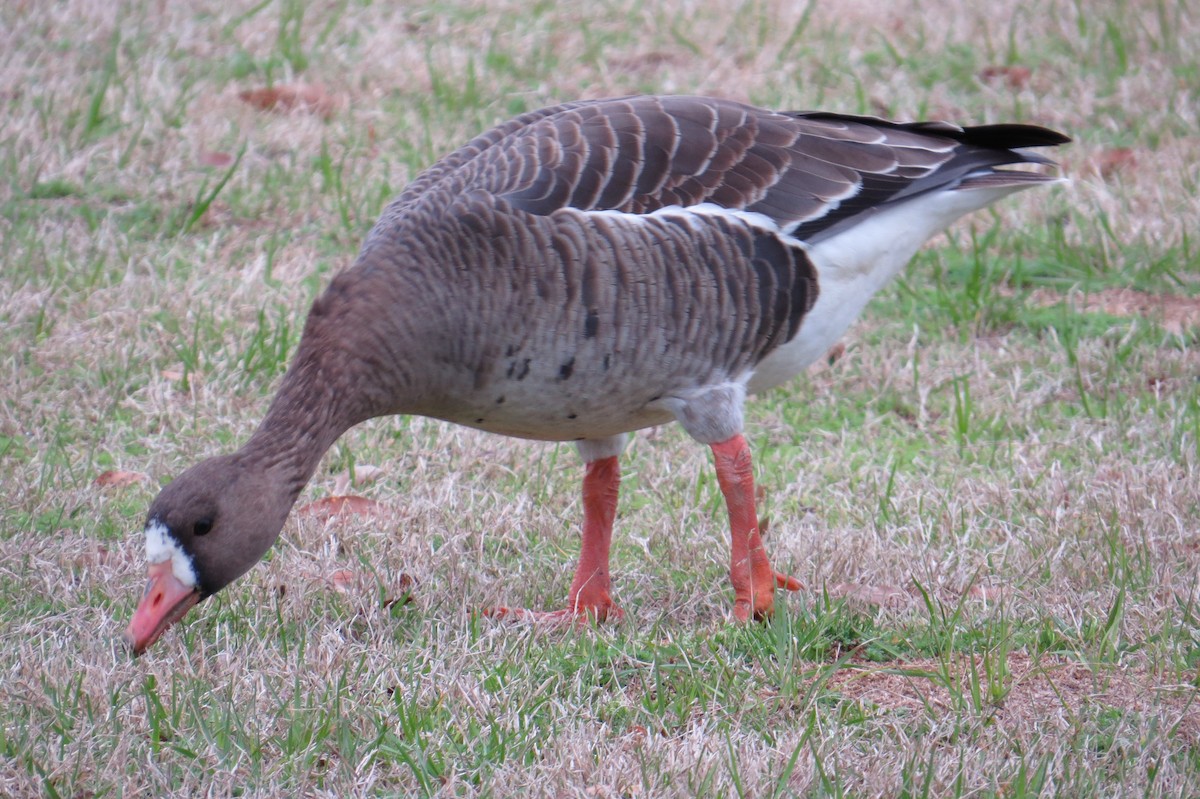 Greater White-fronted Goose - ML614740778