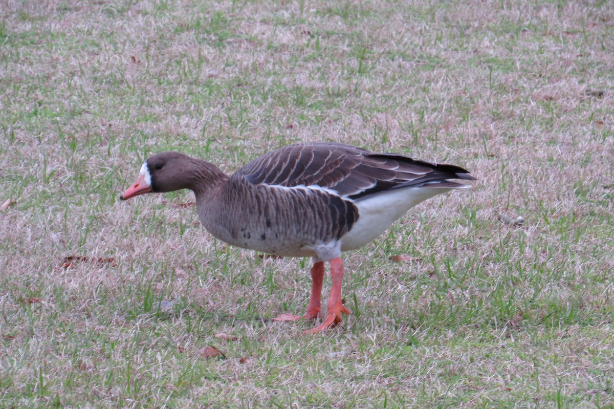 Greater White-fronted Goose - ML614740780