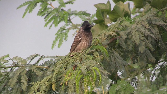 Red-vented Bulbul - ML614740799