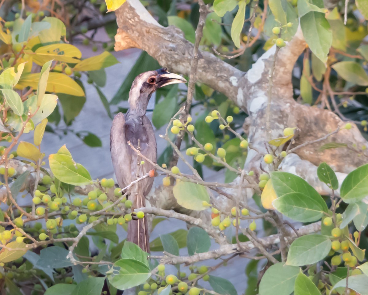 Indian Gray Hornbill - Gopala Krishna Baliga