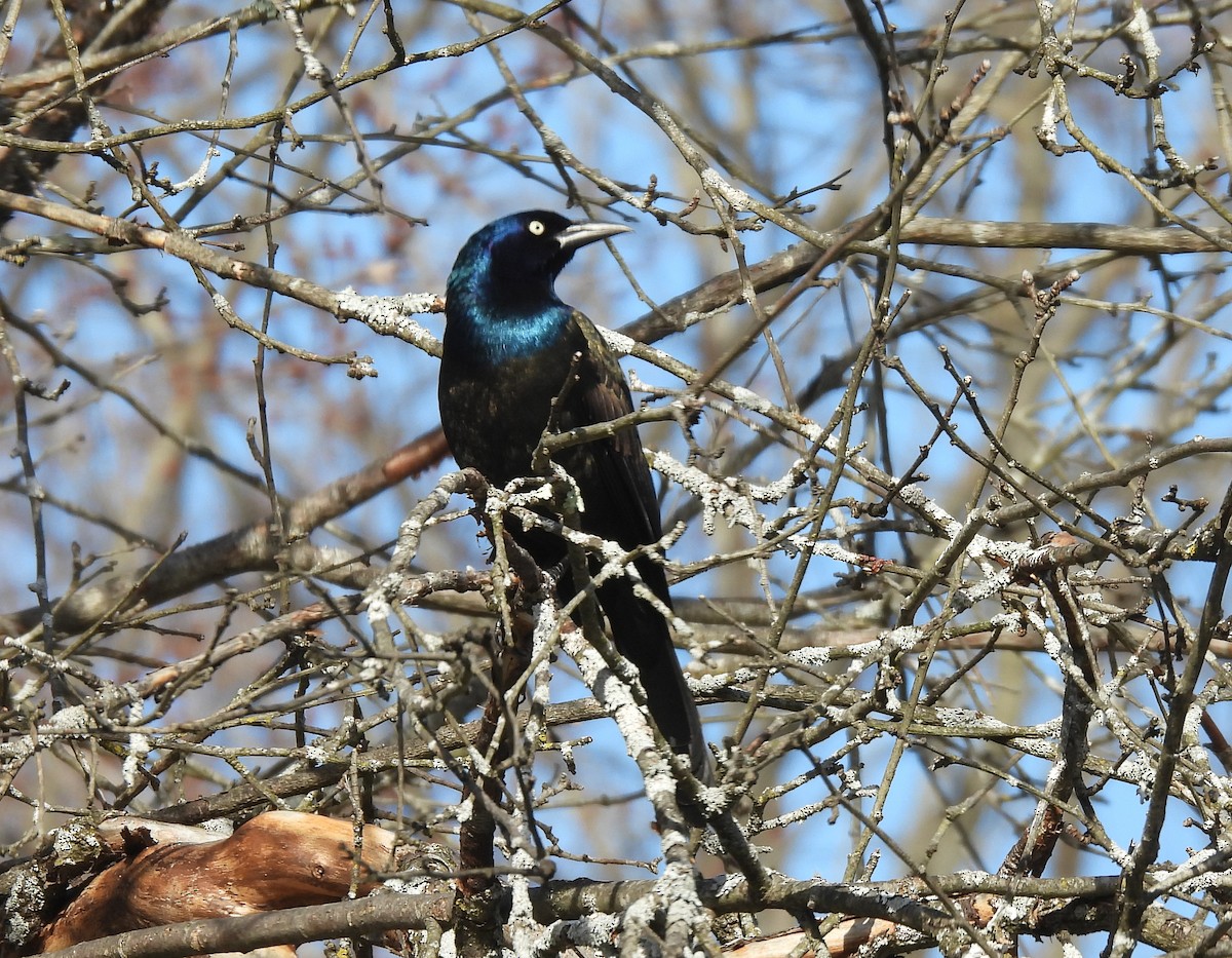 Common Grackle - Cathy Wennerth