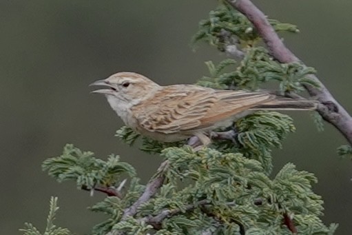 Fawn-colored Lark (Fawn-colored) - ML614740972