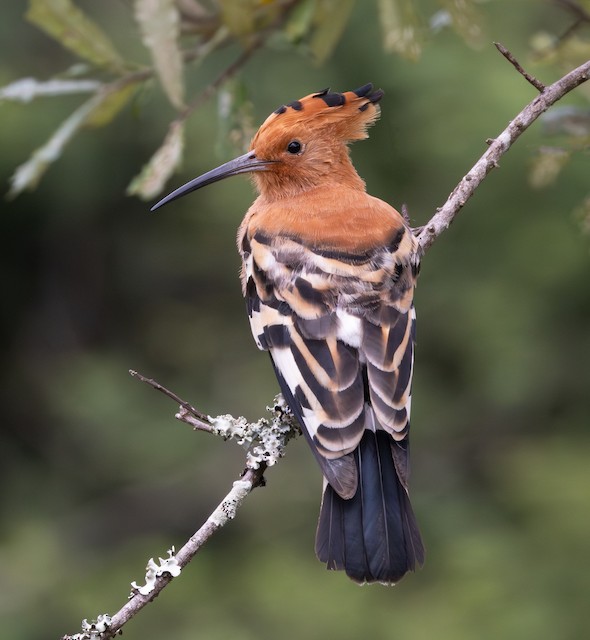 African Hoopoe, <em class="SciName notranslate">Upupa epops africana</em>, Adult Male Dorsal View. - Eurasian Hoopoe - 