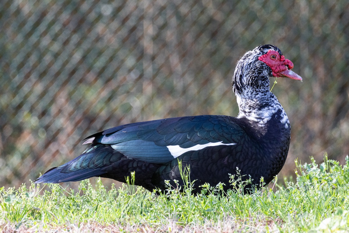 Muscovy Duck (Domestic type) - Christopher Clark