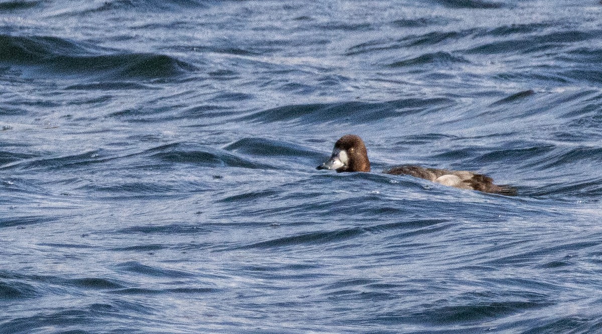 Greater Scaup - ML614741058
