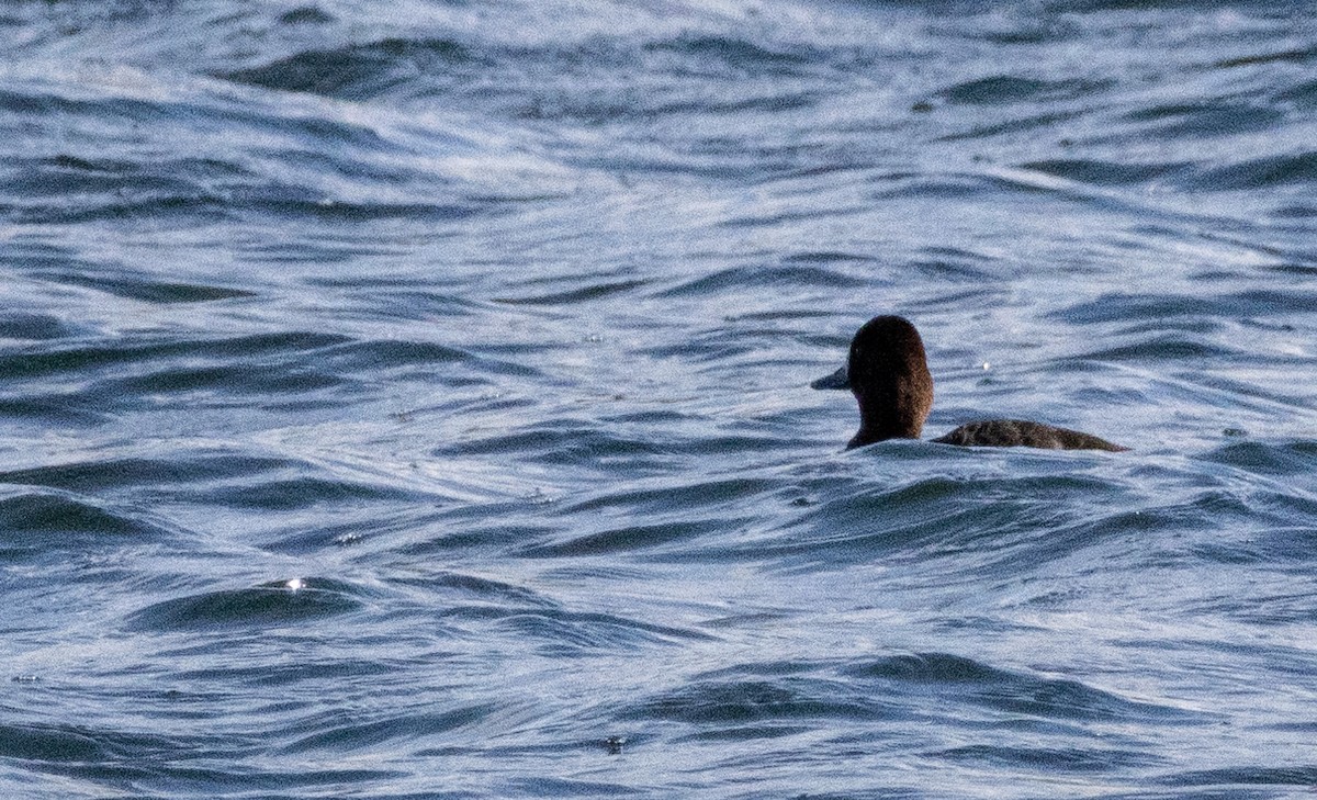 Greater Scaup - ML614741059