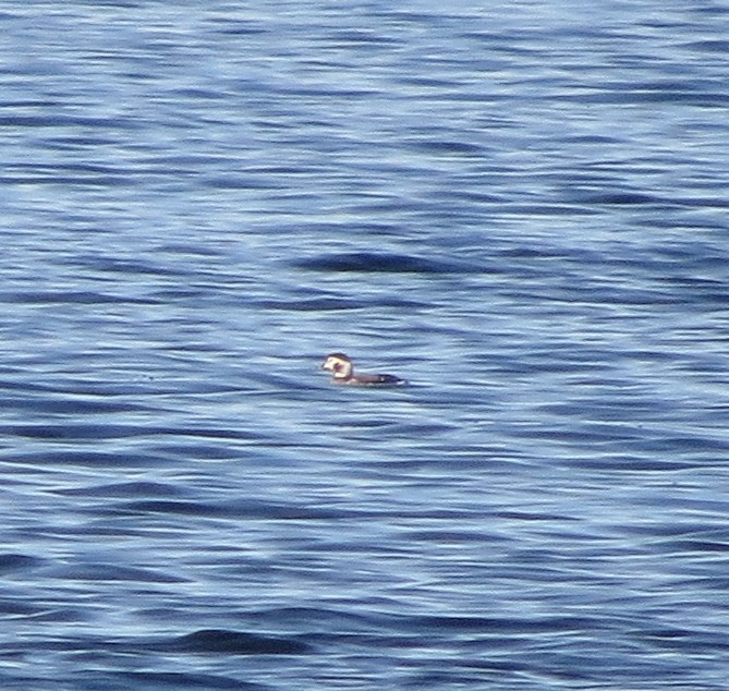 Long-tailed Duck - ML614741148