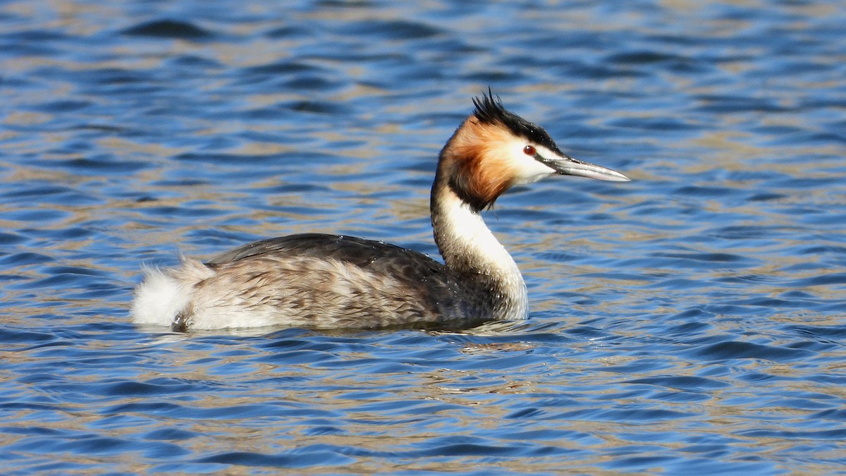 Great Crested Grebe - ML614741214