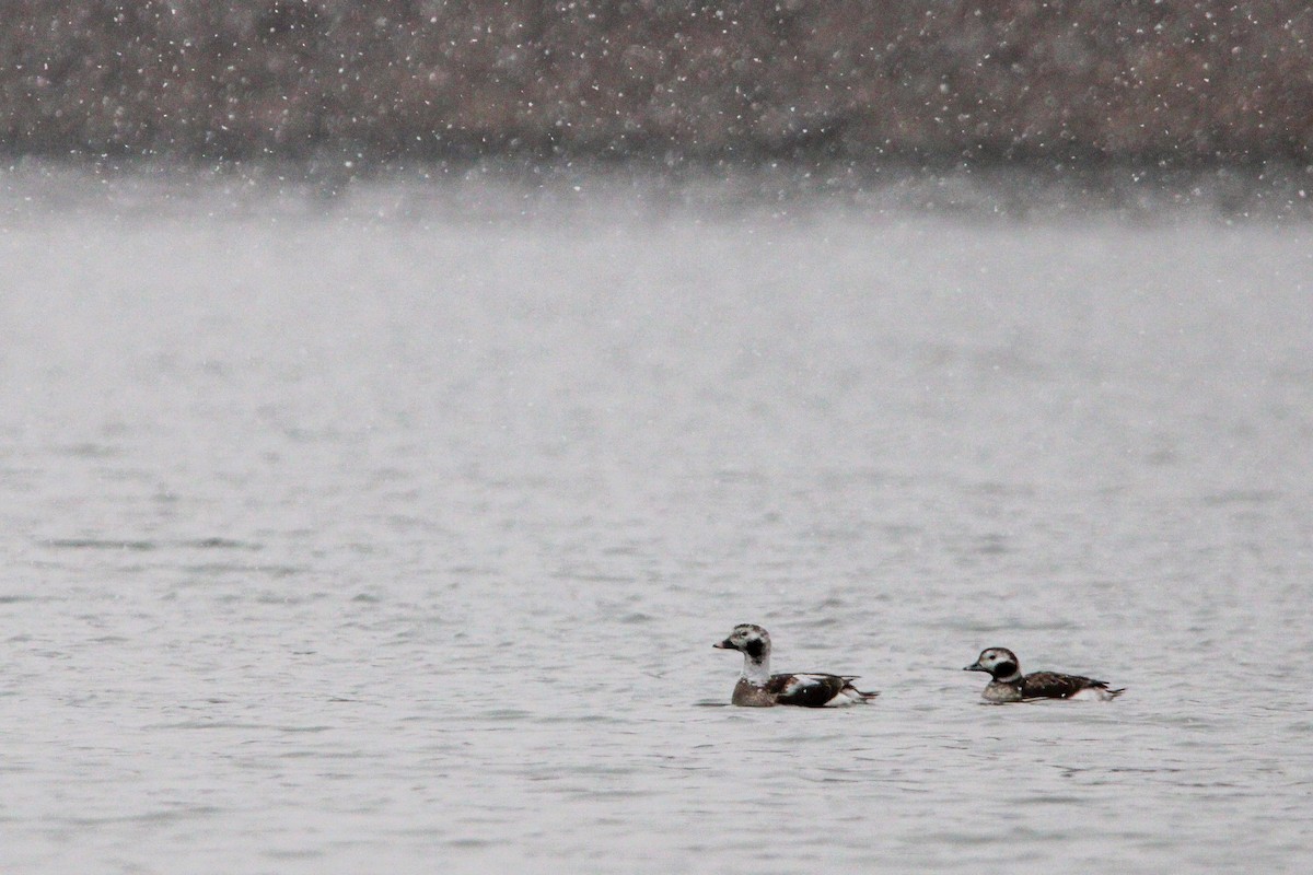 Long-tailed Duck - ML614741217