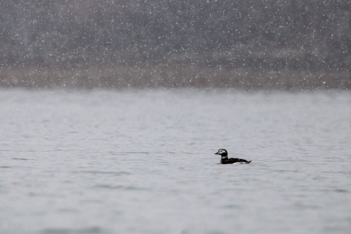 Long-tailed Duck - ML614741218