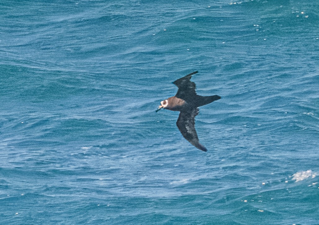 Spectacled Petrel - ML614741504
