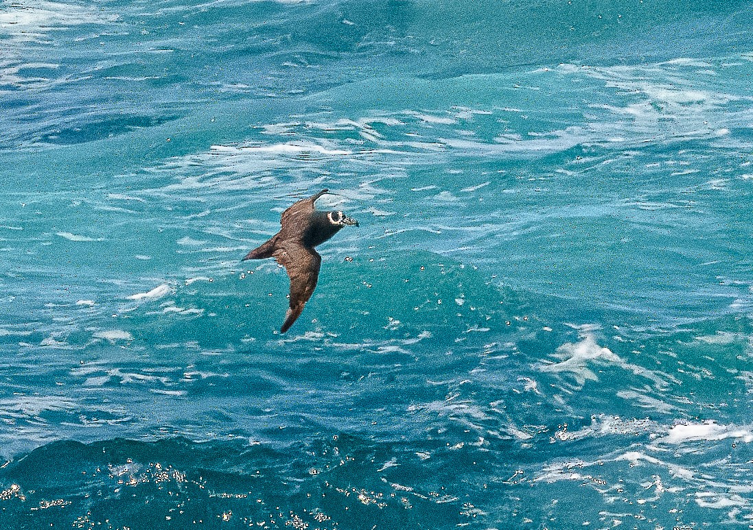Spectacled Petrel - ML614741515