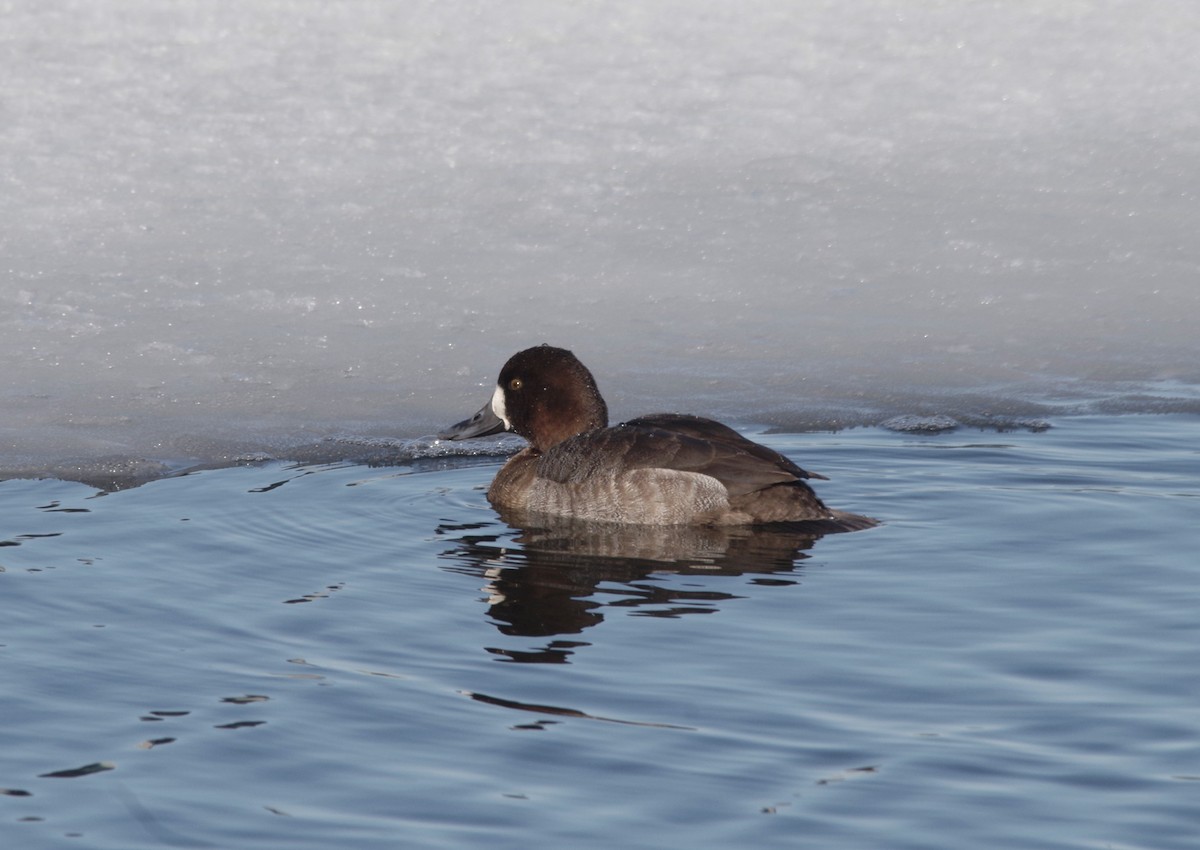 Greater Scaup - ML614741537
