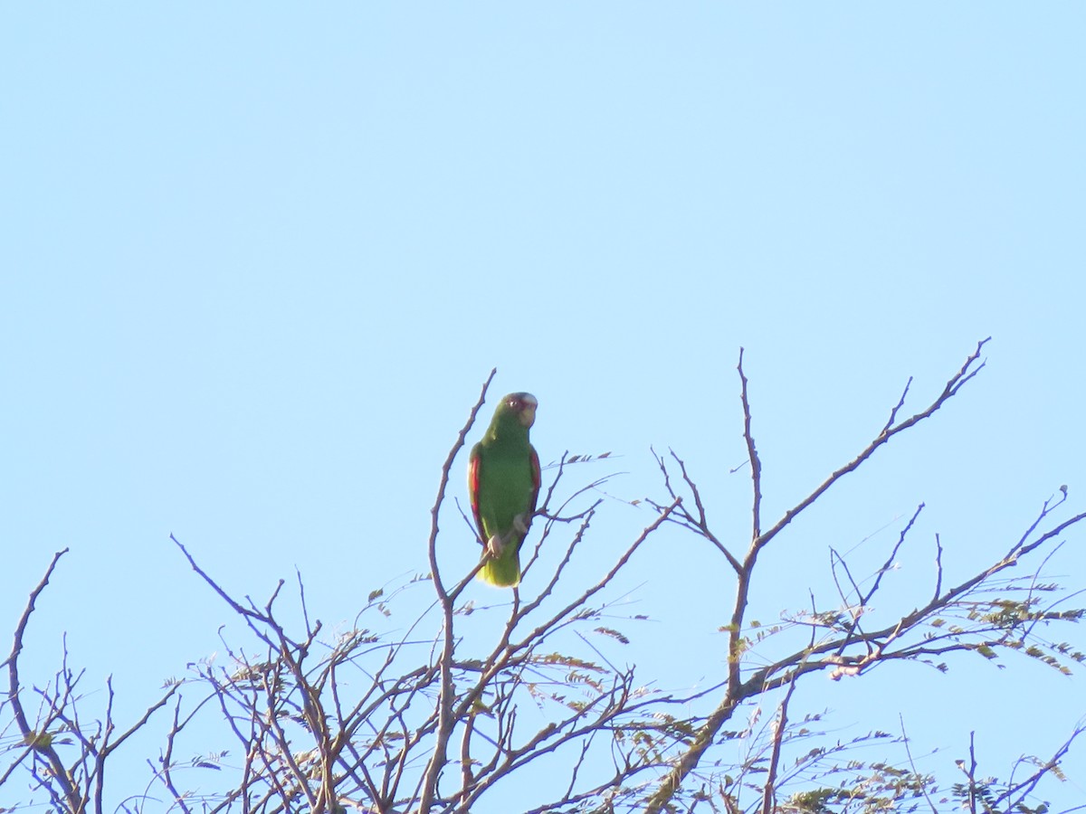 White-fronted Parrot - ML614741540