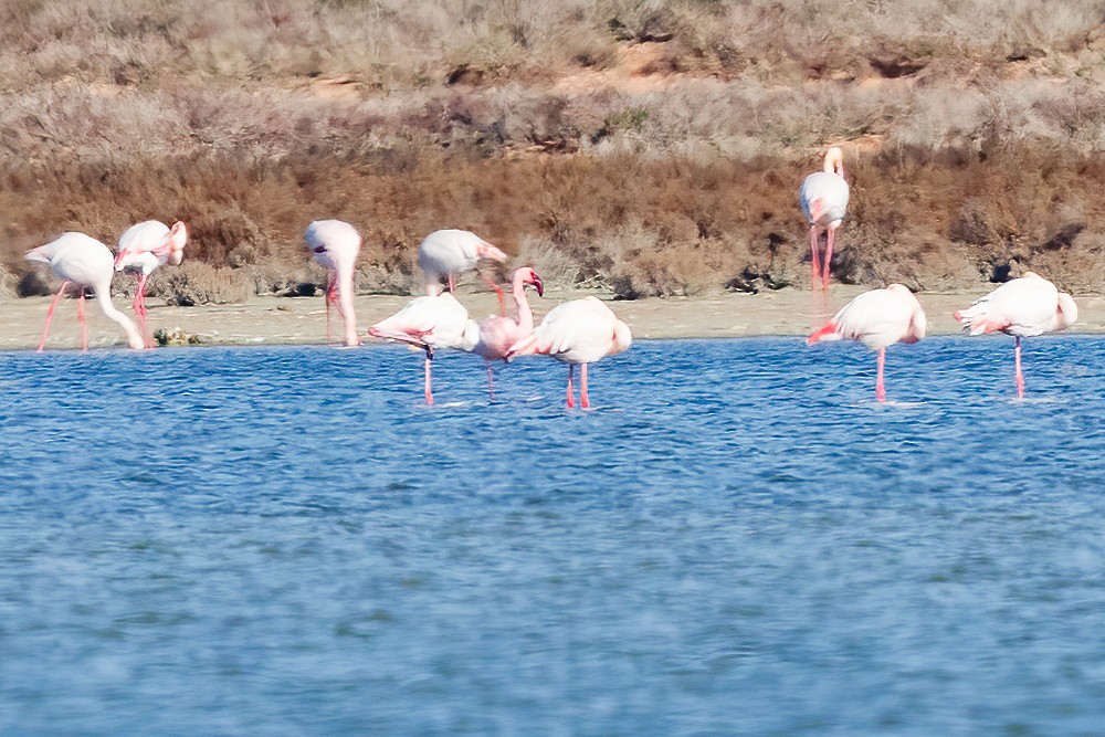 Lesser Flamingo - ML614741576