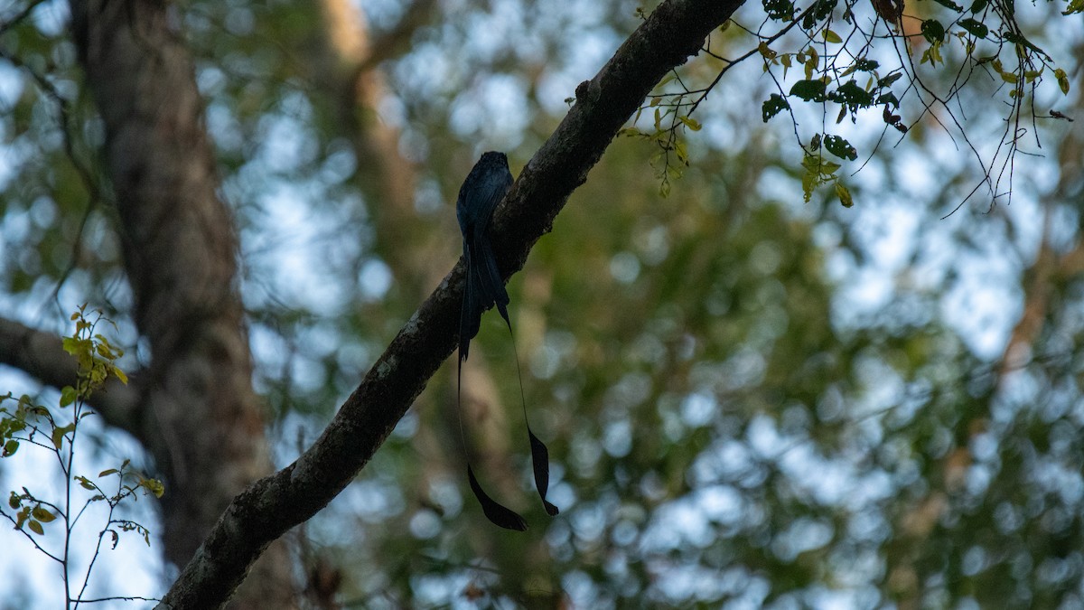 Greater Racket-tailed Drongo - ML614741755