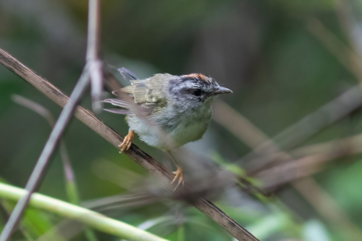 Golden-crowned Warbler (White-bellied) - ML614741947