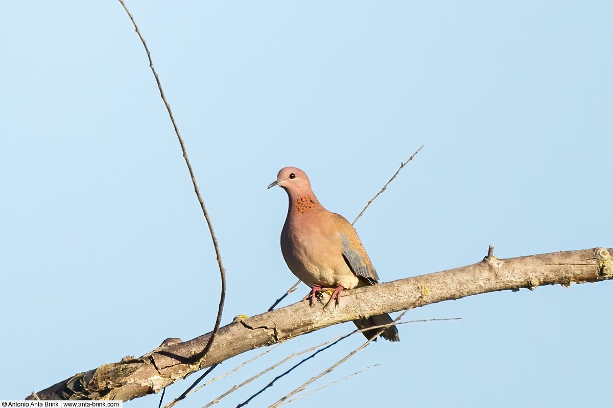Laughing Dove - ML614742078