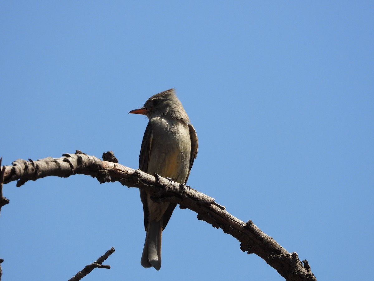 Greater Pewee (Mexican) - ML614742081