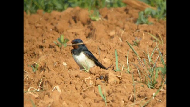 Barn Swallow (White-bellied) - ML614742246