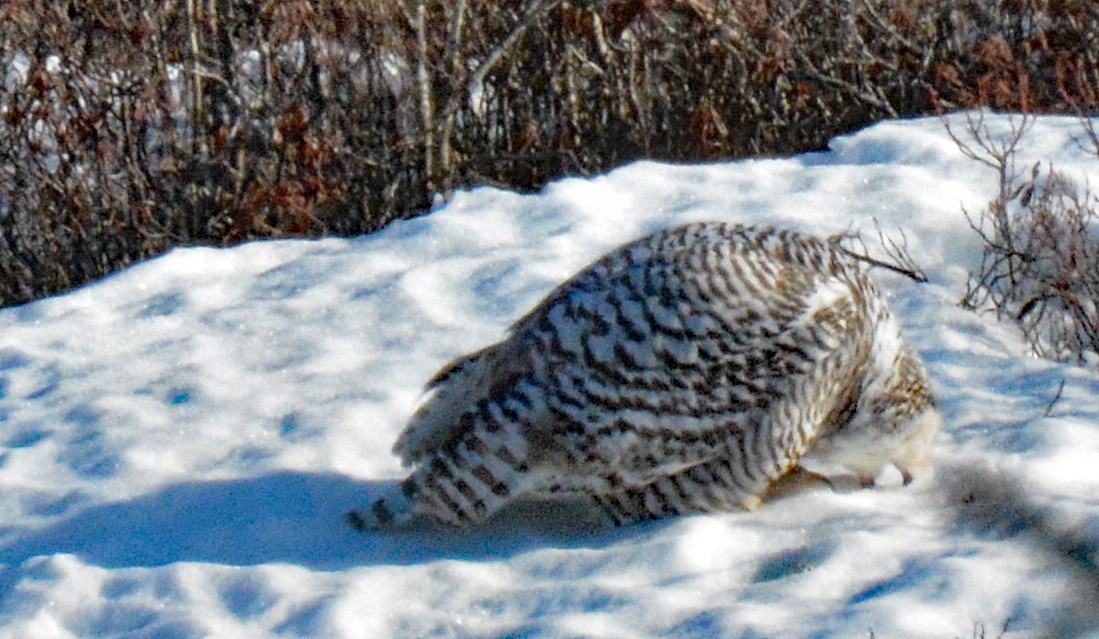 Snowy Owl - ML614742314