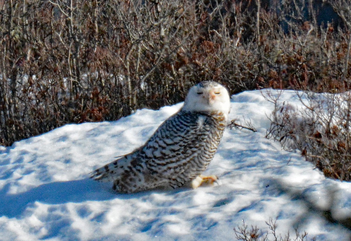 Snowy Owl - ML614742316