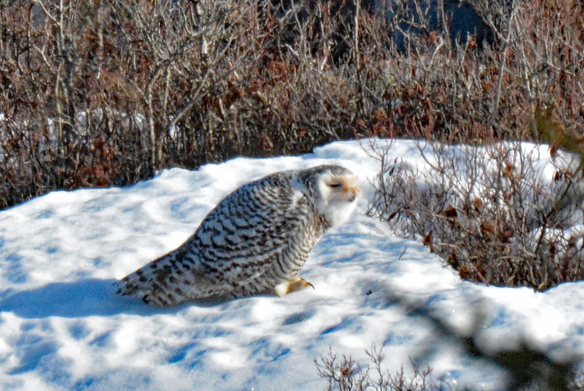 Snowy Owl - ML614742317